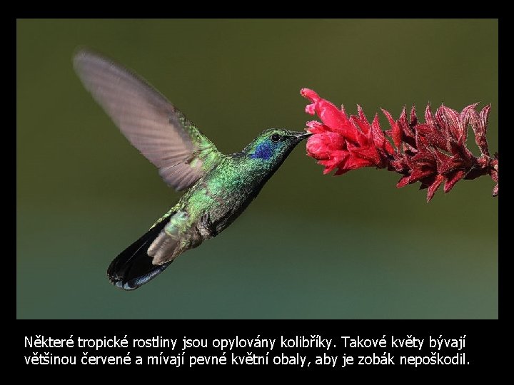 Některé tropické rostliny jsou opylovány kolibříky. Takové květy bývají většinou červené a mívají pevné