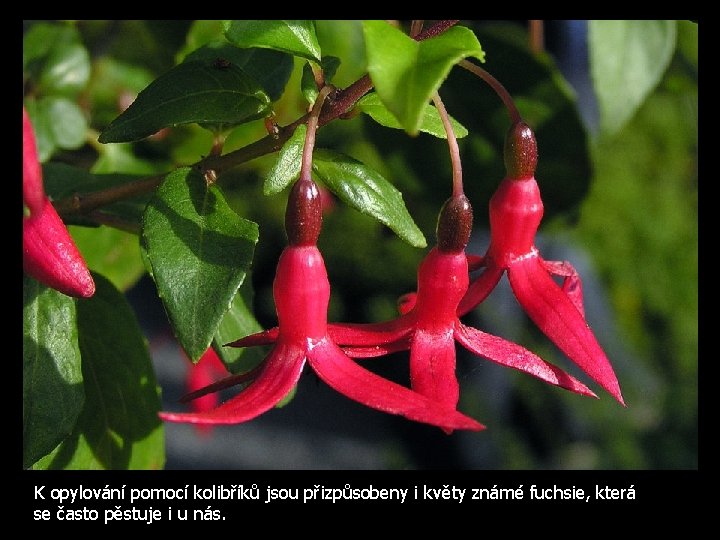 K opylování pomocí kolibříků jsou přizpůsobeny i květy známé fuchsie, která se často pěstuje