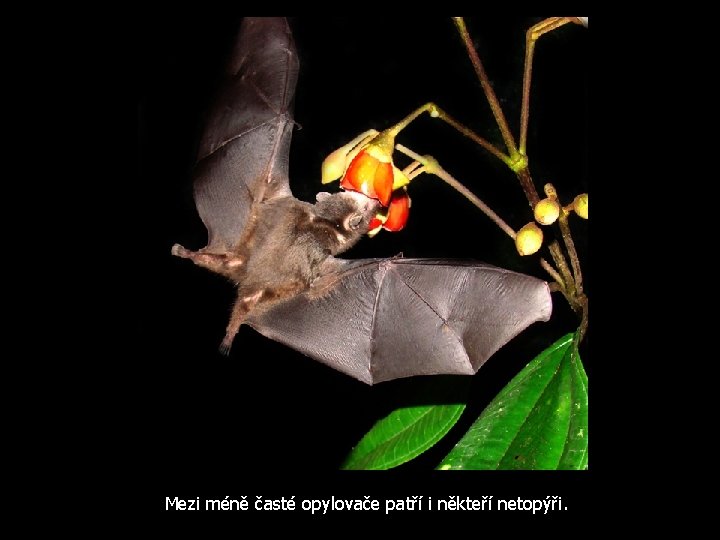 Mezi méně časté opylovače patří i někteří netopýři. Mezi méně časté opylovače patří i někteří netopýři.