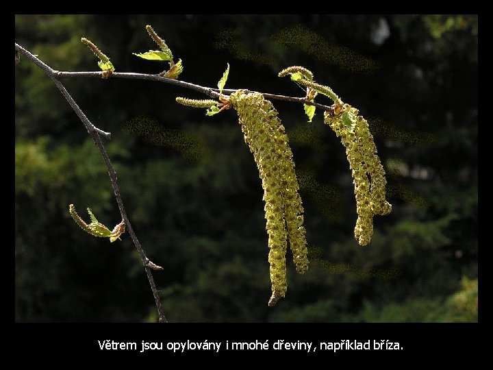 Větrem jsou opylovány i mnohé dřeviny, například bříza. 