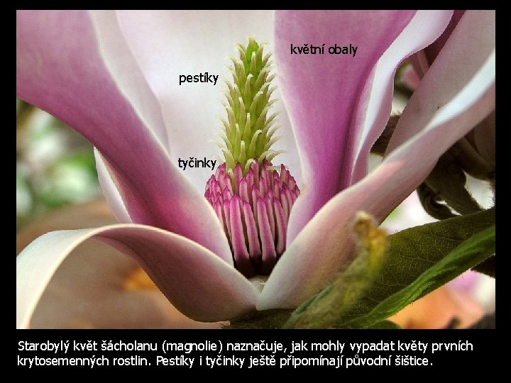 květní obaly pestíky tyčinky Starobylý květ šácholanu (magnolie) naznačuje, jak mohly vypadat květy prvních