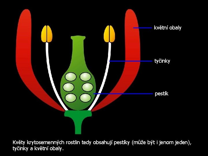 květní obaly tyčinky pestík Květy krytosemenných rostlin tedy obsahují pestíky (může být i jenom