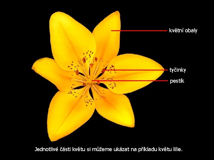 květní obaly tyčinky pestík Jednotlivé části květu si můžeme ukázat na příkladu květu lilie.