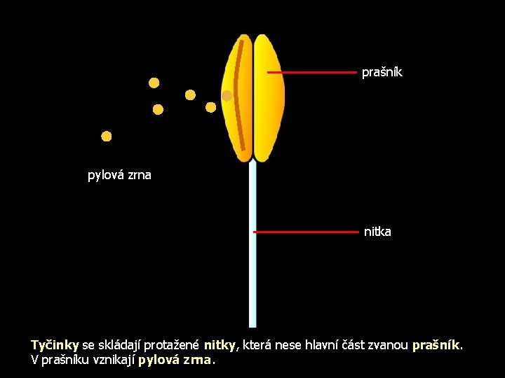 prašník pylová zrna nitka Tyčinky se skládají protažené nitky, která nese hlavní část zvanou