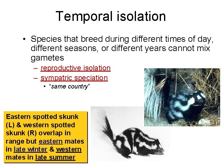 Temporal isolation • Species that breed during different times of day, different seasons, or