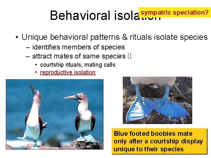Behavioral isolation sympatric speciation? • Unique behavioral patterns & rituals isolate species – identifies