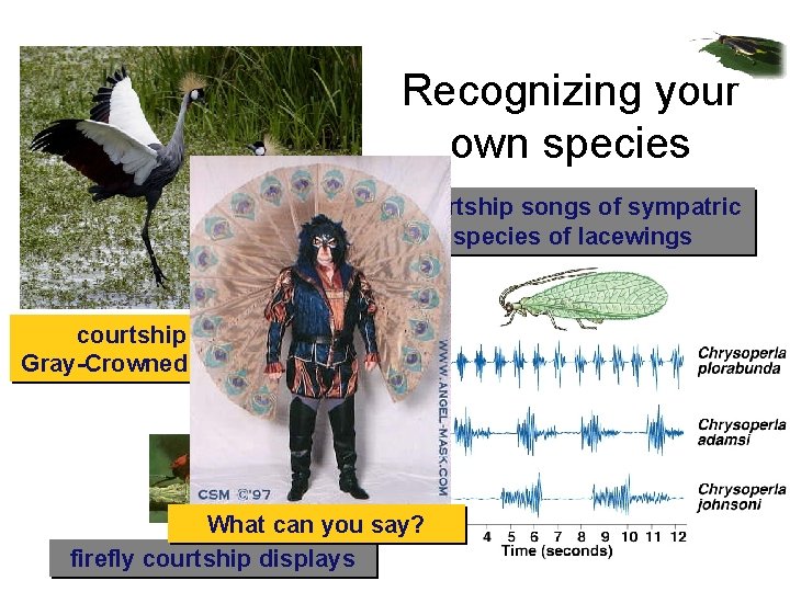Recognizing your own species courtship songs of sympatric species of lacewings courtship display of