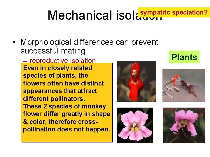 Mechanical isolation sympatric speciation? • Morphological differences can prevent successful mating – reproductive isolation