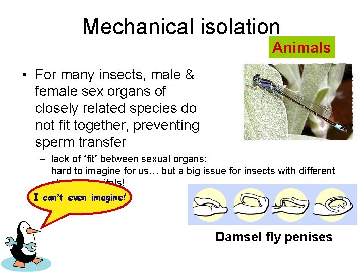 Mechanical isolation Animals • For many insects, male & female sex organs of closely