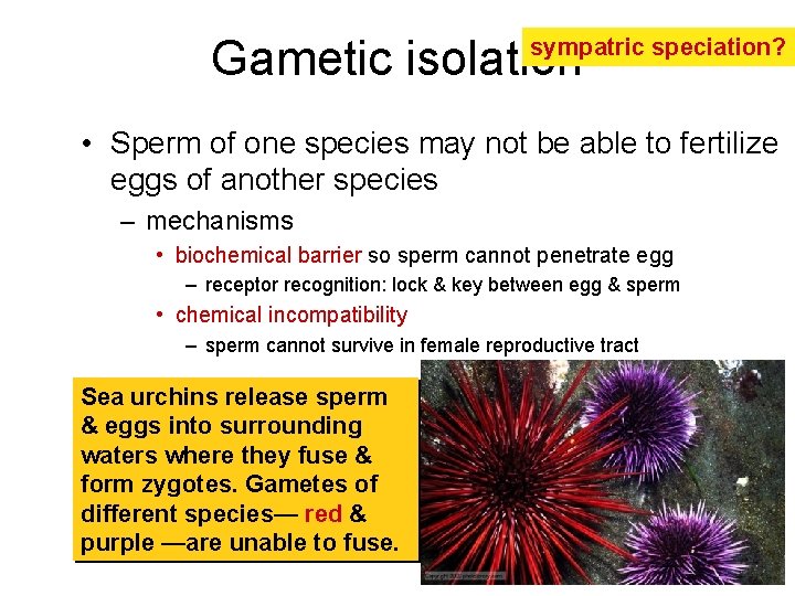 Gametic isolation sympatric speciation? • Sperm of one species may not be able to