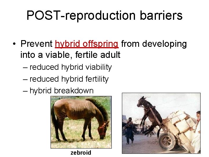 POST-reproduction barriers • Prevent hybrid offspring from developing into a viable, fertile adult –