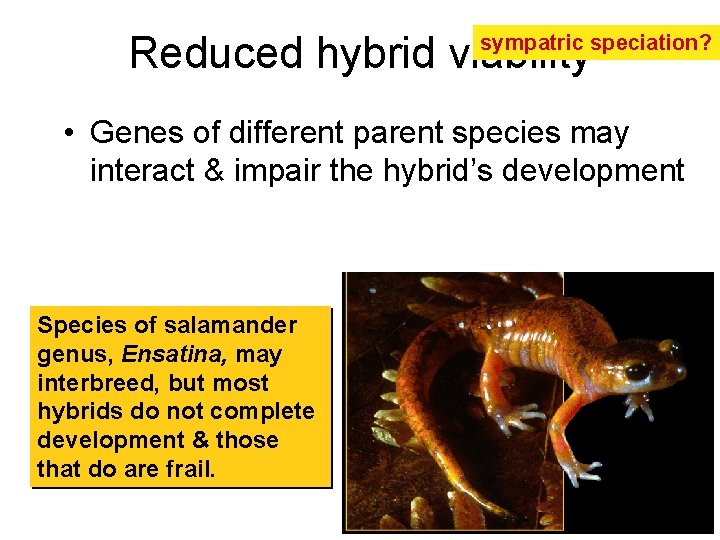 Reduced hybrid viability sympatric speciation? • Genes of different parent species may interact &