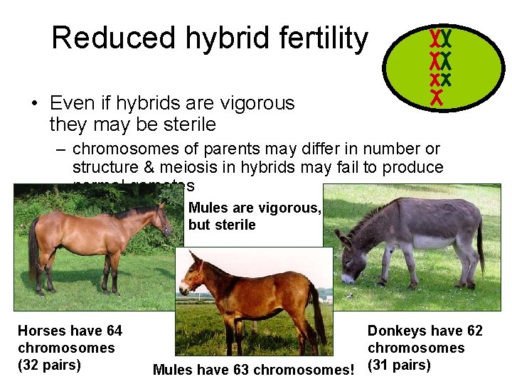 Reduced hybrid fertility • Even if hybrids are vigorous they may be sterile –