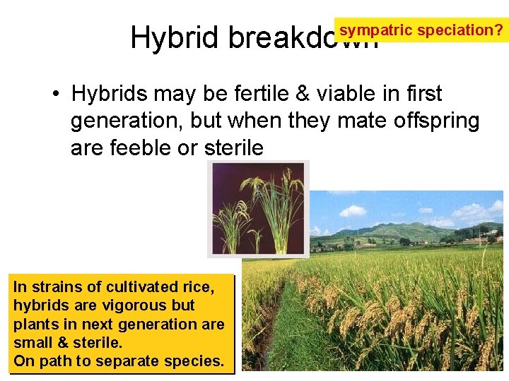 Hybrid breakdown sympatric speciation? • Hybrids may be fertile & viable in first generation,