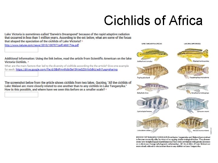 Cichlids of Africa 