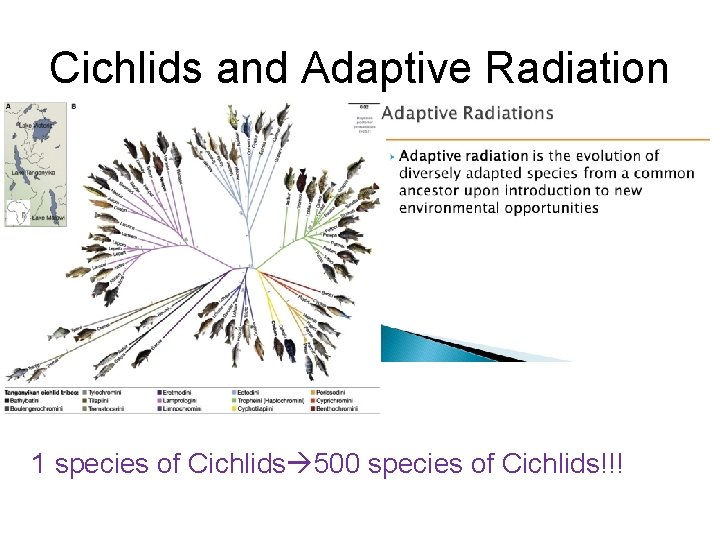 Cichlids and Adaptive Radiation 1 species of Cichlids 500 species of Cichlids!!! 