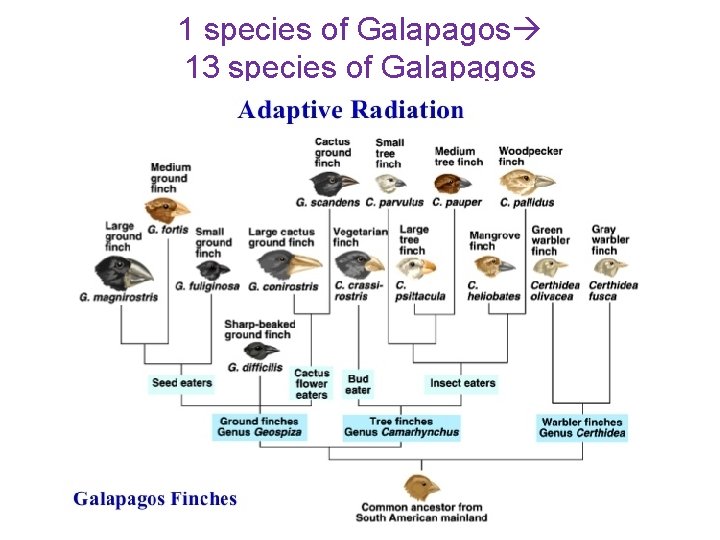 1 species of Galapagos 13 species of Galapagos 