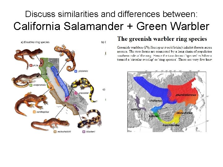 Discuss similarities and differences between: California Salamander + Green Warbler 