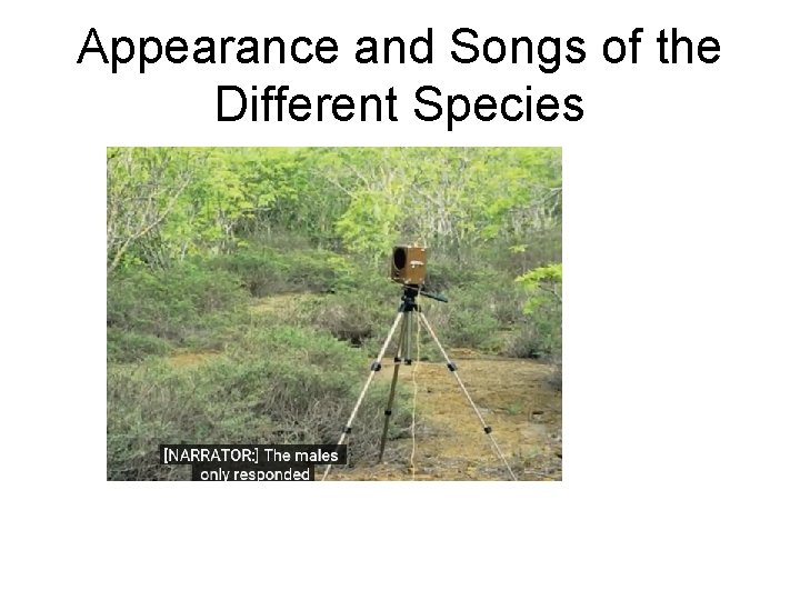 Appearance and Songs of the Different Species 