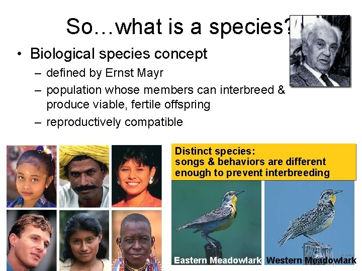 So…what is a species? • Biological species concept – defined by Ernst Mayr –