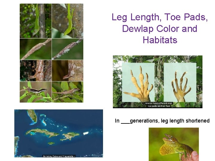 Leg Length, Toe Pads, Dewlap Color and Habitats In ___generations, leg length shortened 