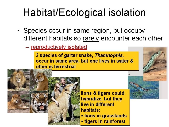 Habitat/Ecological isolation • Species occur in same region, but occupy different habitats so rarely