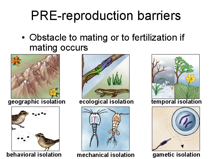 PRE-reproduction barriers • Obstacle to mating or to fertilization if mating occurs geographic isolation