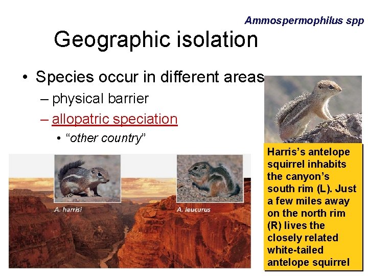 Ammospermophilus spp Geographic isolation • Species occur in different areas – physical barrier –