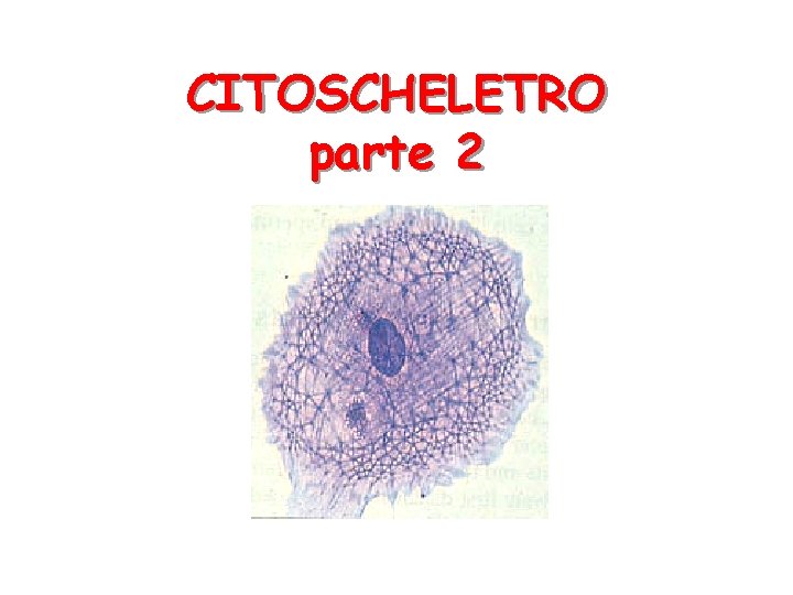 CITOSCHELETRO parte 2 