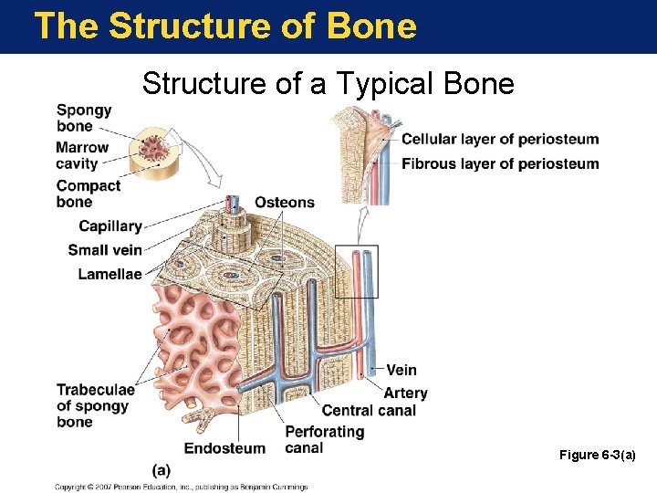 The Structure of Bone Structure of a Typical Bone Figure 6 -3(a) 