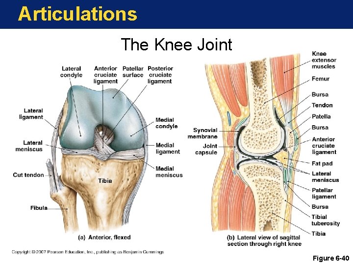 Articulations The Knee Joint Figure 6 -40 