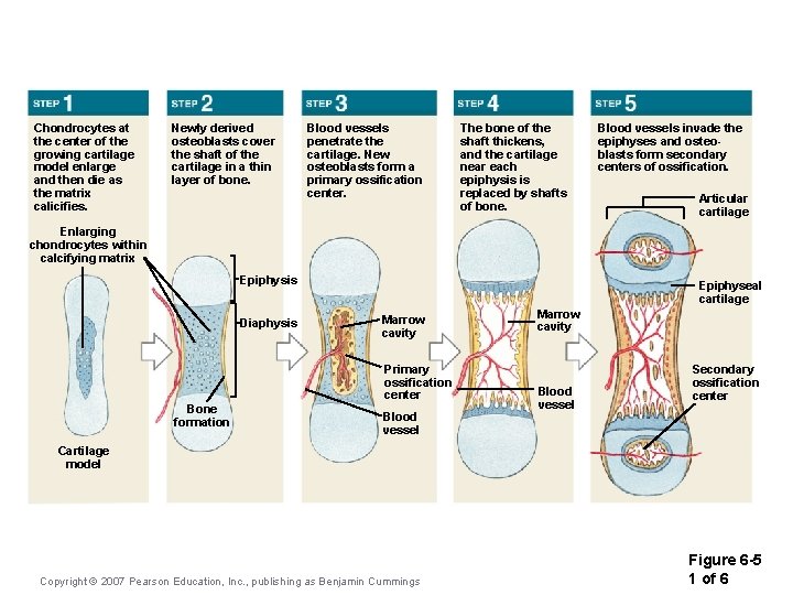 Chondrocytes at the center of the growing cartilage model enlarge and then die as