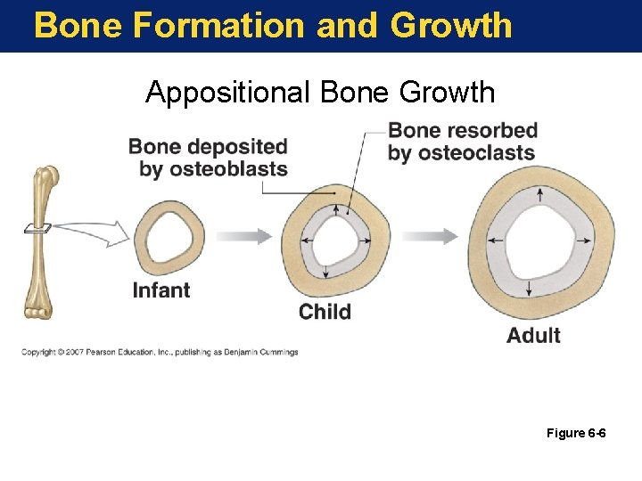 Bone Formation and Growth Appositional Bone Growth Figure 6 -6 