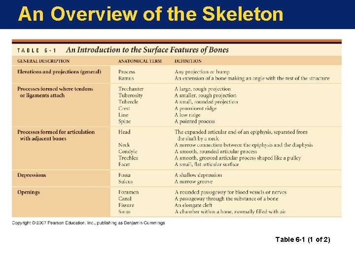 An Overview of the Skeleton Surface Features of Bones Table 6 -1 (1 of