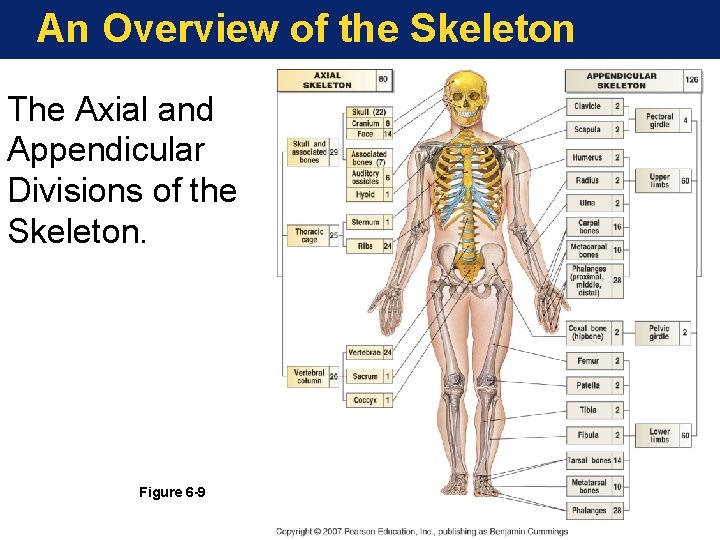 An Overview of the Skeleton The Axial and Appendicular Divisions of the Skeleton. Figure