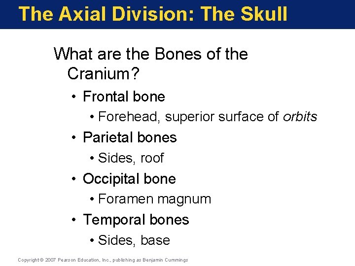 The Axial Division: The Skull What are the Bones of the Cranium? • Frontal