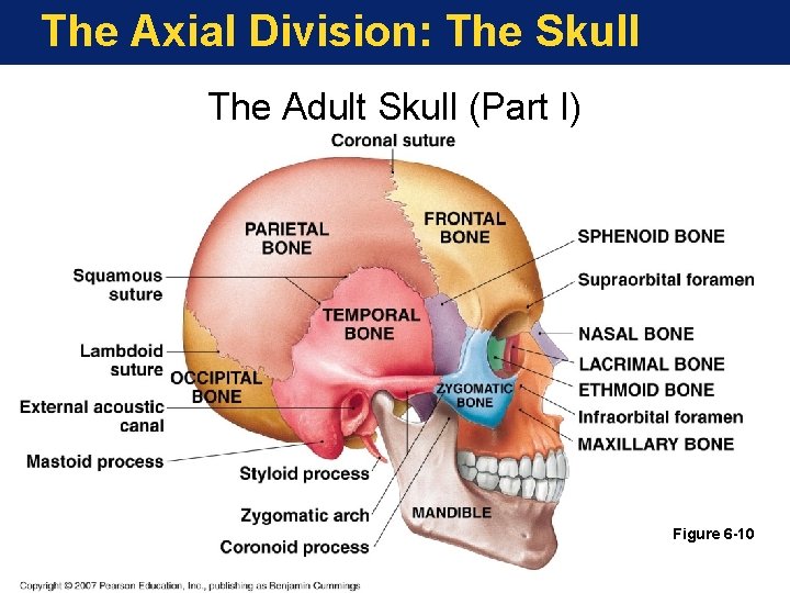 The Axial Division: The Skull The Adult Skull (Part I) Figure 6 -10 