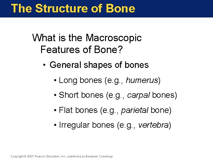 The Structure of Bone What is the Macroscopic Features of Bone? • General shapes