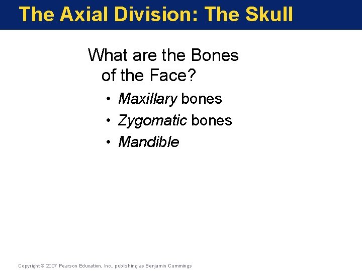 The Axial Division: The Skull What are the Bones of the Face? • Maxillary