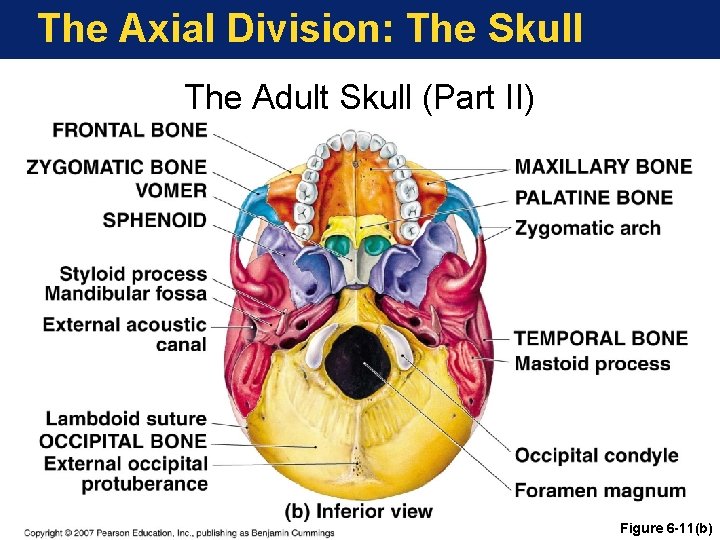 The Axial Division: The Skull The Adult Skull (Part II) Figure 6 -11(b) 
