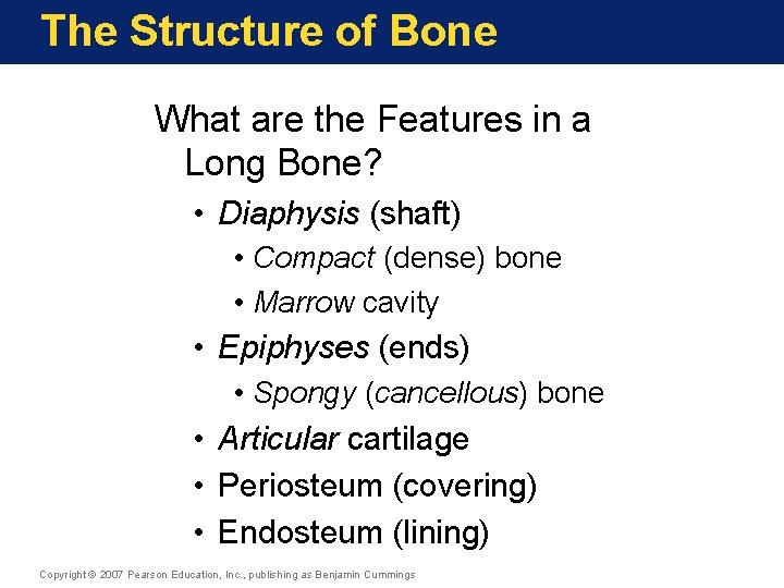 The Structure of Bone What are the Features in a Long Bone? • Diaphysis