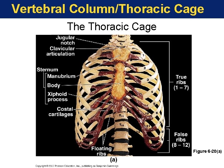 Vertebral Column/Thoracic Cage Figure 6 -20(a) 