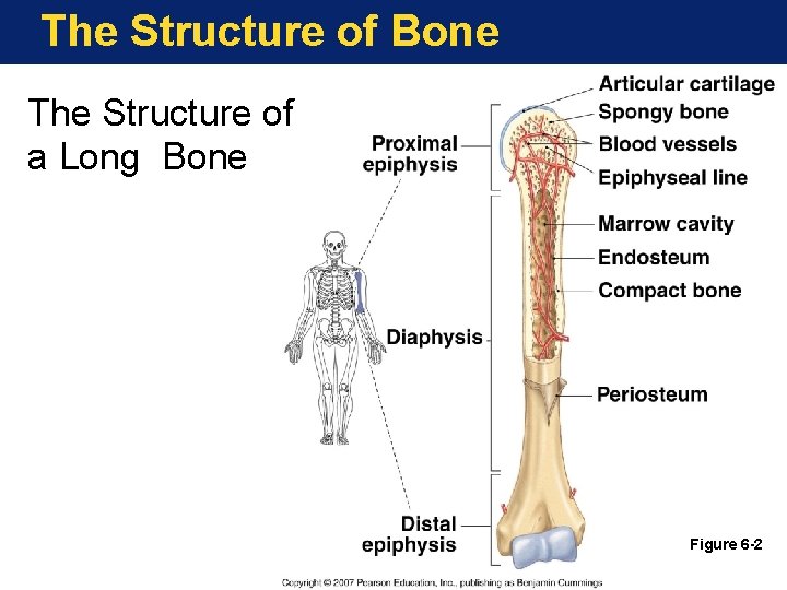 The Structure of Bone The Structure of a Long Bone Figure 6 -2 