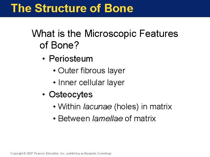 The Structure of Bone What is the Microscopic Features of Bone? • Periosteum •