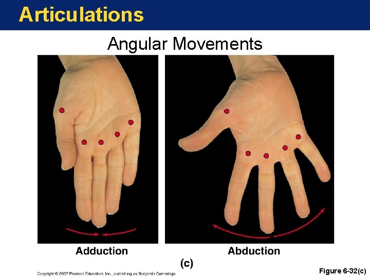 Articulations Angular Movements Figure 6 -32(c) 