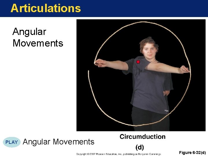 Articulations Angular Movements PLAY Angular Movements Figure 6 -32(d) 