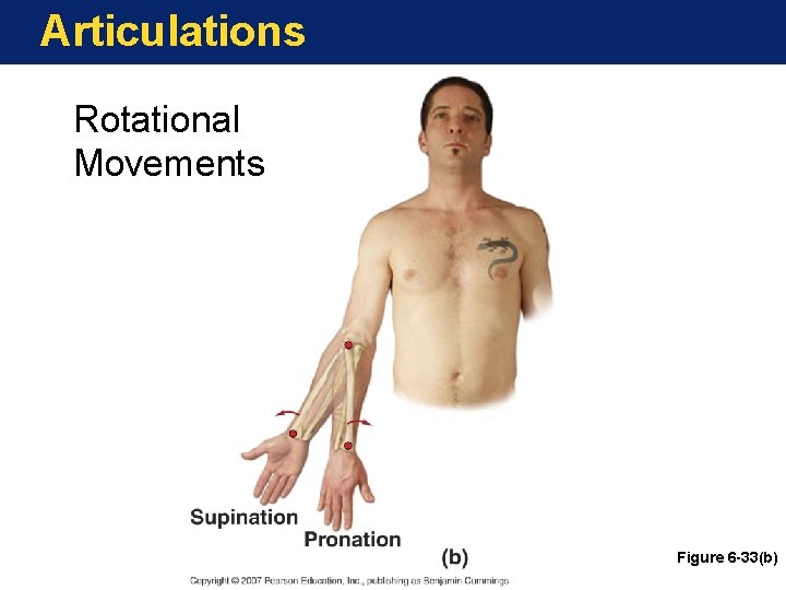 Articulations Rotational Movements Figure 6 -33(b) 