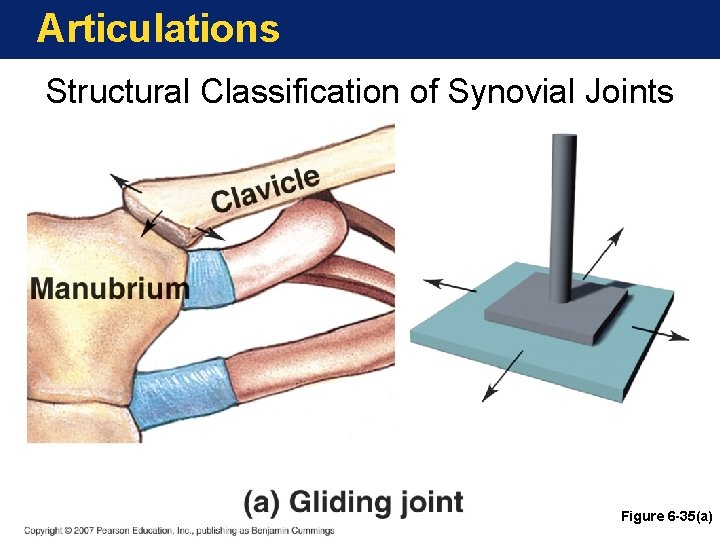 Articulations Structural Classification of Synovial Joints Figure 6 -35(a) 