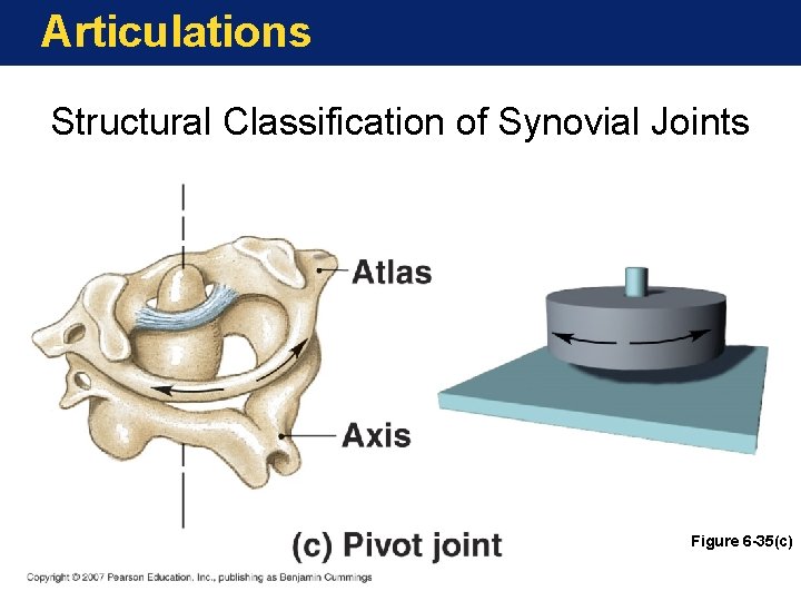 Articulations Structural Classification of Synovial Joints Figure 6 -35(c) 