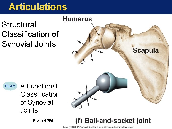 Articulations Structural Classification of Synovial Joints PLAY A Functional Classification of Synovial Joints Figure